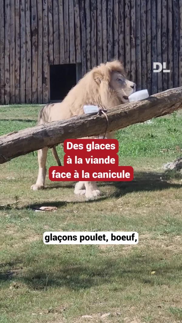 Vidéo. $content.Title