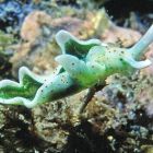 ☀️ Incroyable: comment cet animal peut-il faire la photosynthèse ?