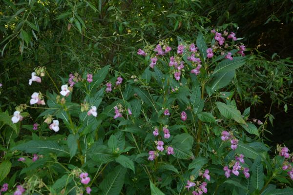 Cette fleur est sur la liste noire : elle doit être éliminée au plus vite de votre jardin