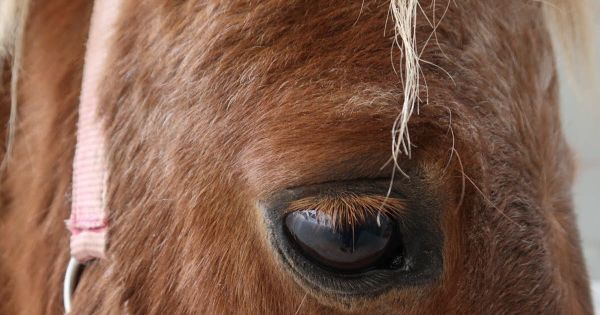 Territoire de Belfort. Euthanasie d'un poney : la justice valide la décision du préfet