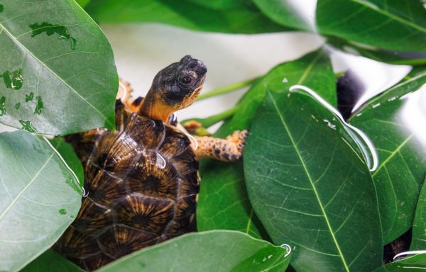 À la rescousse de la tortue des bois