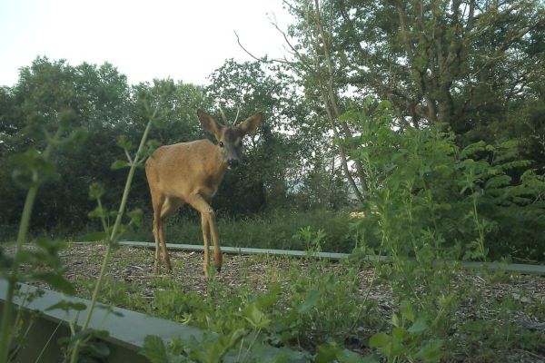 Haute-Garonne: Une innovation des chasseurs pour favoriser les déplacements de l’ensemble de la faune sauvage !