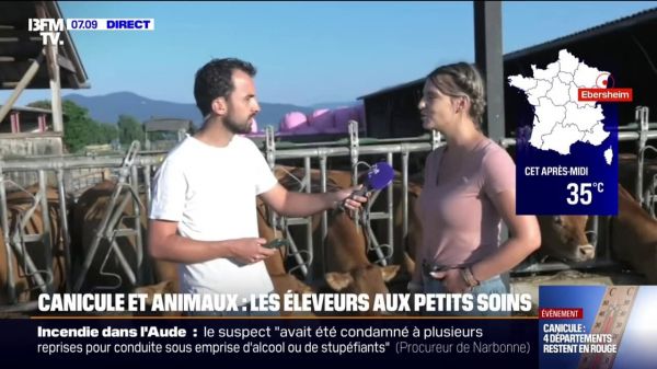 "C'est plus de travail, plus de surveillance": avec la canicule, une attention accrue nécessaire pour les éleveurs