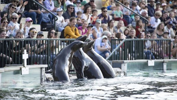 Morsures occasionnelles et périodes de reproduction : à Beauval, il faut être prêt à tout avec les otaries