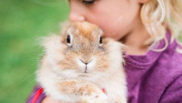 Lapin, perruche, cochon d'Inde : peut-on l'emmener en vacances ?
