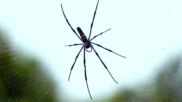 Couvert avec risque de pluie d'arachnides : pourquoi des araignées tombent-elles parfois du ciel ?