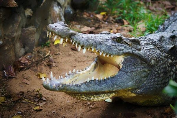 Le descendant de Charles Darwin interpelle le gérant d'Hermès sur le sort des crocodiles d'élevage