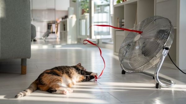 Alerte canicule : comment protéger les chiens et chats des fortes chaleurs ? Ces signes qui doivent immédiatement vous alerter
