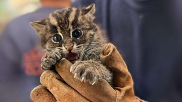 Un événement rarissime vient de se produire dans un zoo français et c'est une excellente nouvelle pour cette espèce méconnue