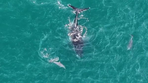 Des dauphins aident une baleine perdue à retrouver des eaux plus profondes