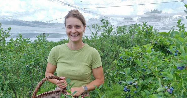Vosges. Girmont-Val-d'Ajol : la cueillette des petits fruits, un premier job d'été pour de nombreux jeunes de moins de 18 ans
