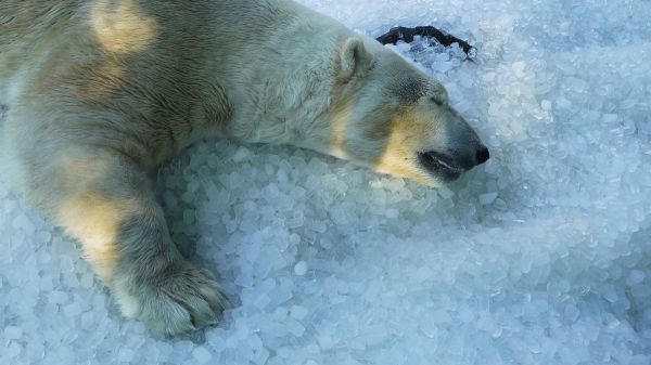 Le zoo de Prague utilise des tonnes de glace pour rafraîchir les animaux pendant la canicule