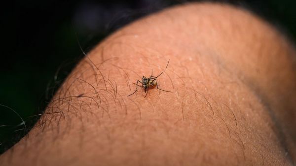 Chikungunya : un cas autochtone identifié pour la première fois dans la région Grand Est