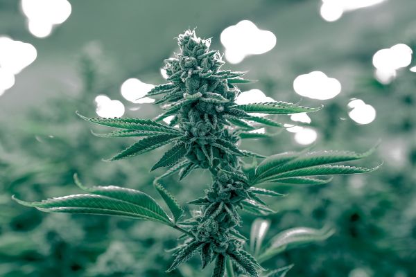 Cinq livres incontournables traitant du CBD