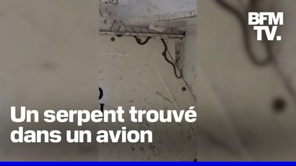 Australie: un serpent trouvé dans un avion retarde un vol de plus de 2 heures