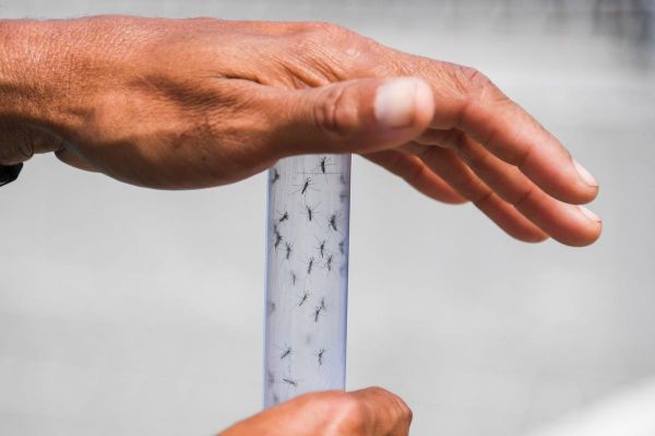 Chikungunya : un premier cas autochtone détecté dans le Grand Est, risque accru en métropole