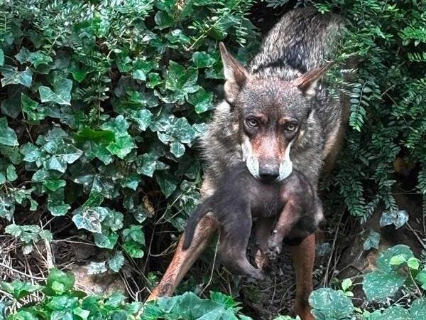 Des louveteaux sont nés au Parc merveilleux