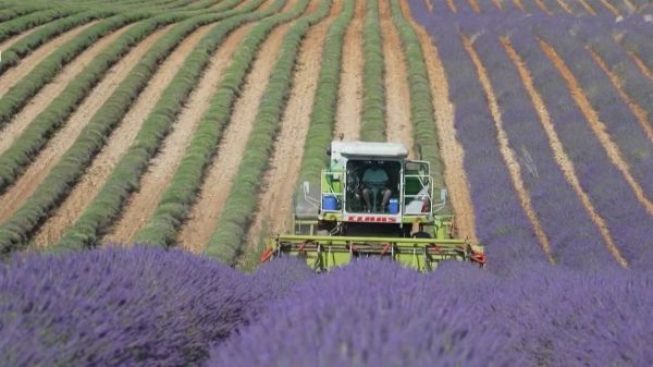 Canicule : en Provence, la course contre la montre des producteurs de lavande