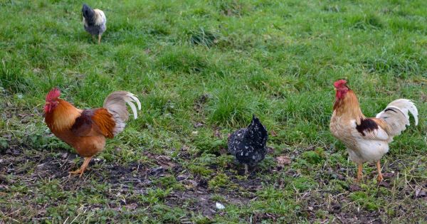 Isère. Au cœur d'une polémique, le coq Ricco a été tué par un renard