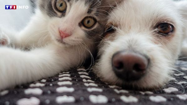 Animaux de compagnie : que change la loi européenne votée par les eurodéputés ? | TF1 INFO