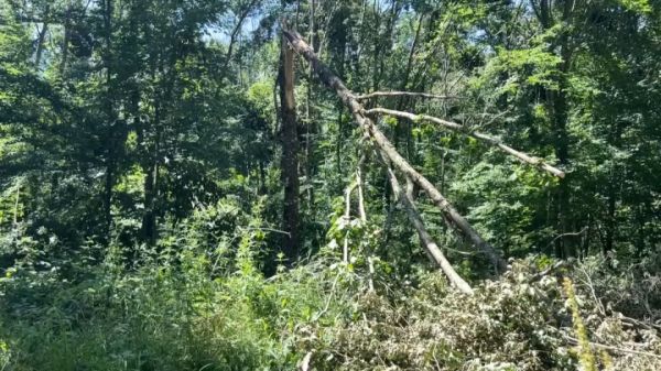 Une partie de la forêt domaniale de Lyons fermée après de fortes intempéries dans l'Eure