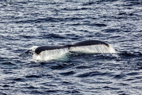 VIDÉO. Une baleine à bosse observée par des pêcheurs en Normandie : "Aussi proche de la côte, c'est surprenant !"
