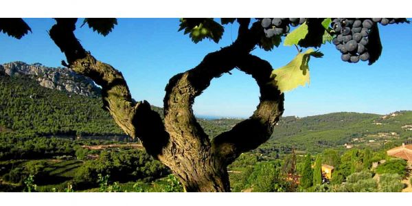 Bandols : notre sélection de vins de l'été 2025