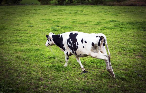 Trois vaches en cavale manquent toujours à l'appel dans le Bas-Saint-Laurent