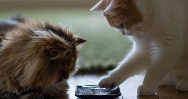 Canicule : peut-on donner des glaçons à ses animaux de compagnie ?