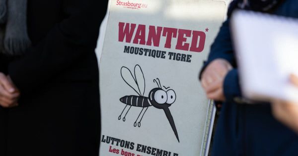 Alsace. Premier cas autochtone de chikungunya : comment éviter la prolifération du moustique tigre