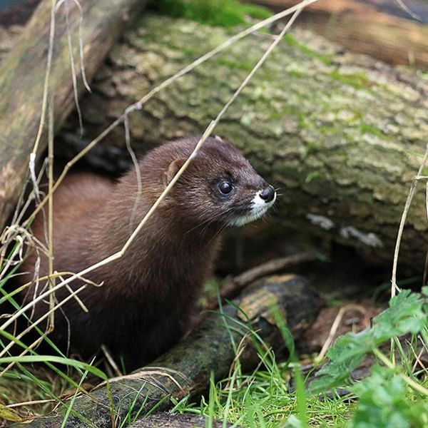 « On n'est plus au niveau de la sensibilisation, on doit être dans l'action » : la stratégie pour la biodiversité de Grand Cognac entre dans le concret