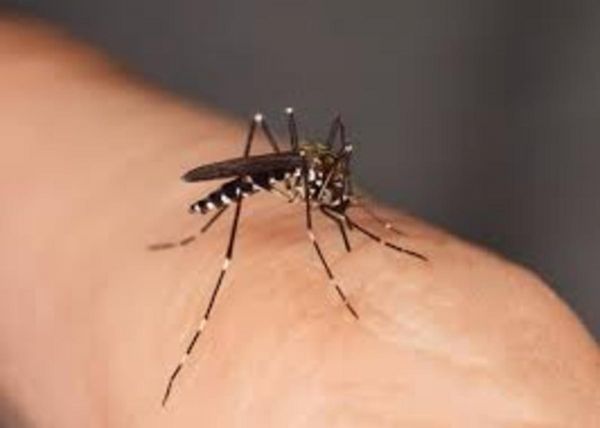 Chikungunya : un cas autochtone détecté en Nouvelle-Aquitaine, quels sont les bons gestes pour se protéger ?