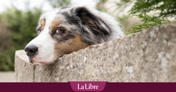Fini le permis de détention pour un animal de compagnie, place au certificat