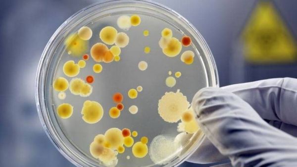 Intoxication à E. coli dans l'Aisne : confirmation d'un lien avec plusieurs boucheries
