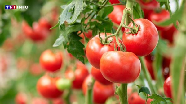 Ces gestes préventifs à mettre en œuvre pour protéger ses tomates des orages  | TF1 INFO
