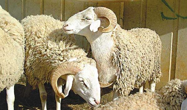 Tunisie : alerte au “Boumrira” chez les moutons, le ministère de l'Agriculture appelle à la vigilance