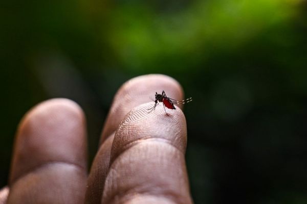 Lutte anti-vectorielle : nouvelles opérations de lutte contre le moustique tigre à Saint-Barthélemy