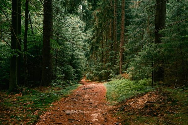 Il cache ses enfants dans une forêt pour fuir la société : jusqu'où peut-on aller au nom de l'éducation alternative ?
