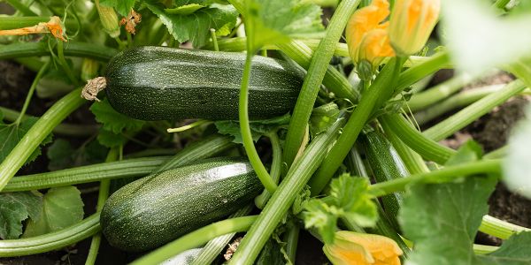 Arrosage des courgettes : 7 conseils pour des plantes en pleine forme et de nombreux légumes !