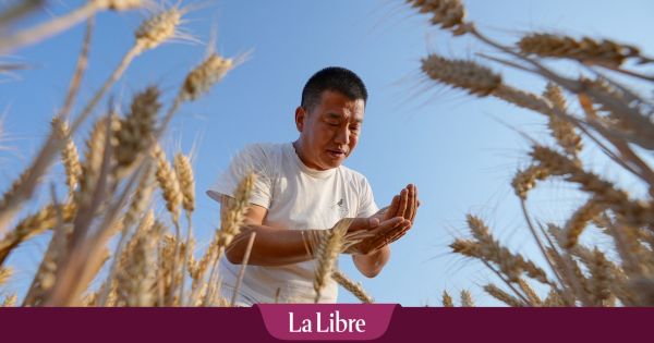 Un seul pays au monde est totalement autosuffisant alimentairement – et ce n'est pas celui qu'on croit