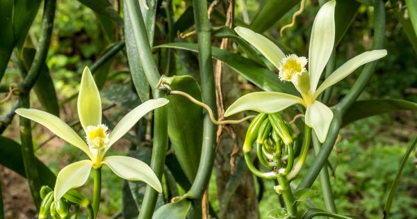Réchauffement climatique : la vanille menacée par la perte d'habitat des insectes pollinisateurs
