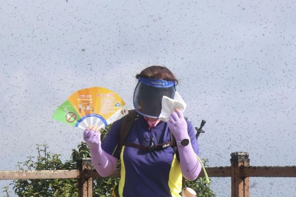 Réchauffement climatique : des milliers d'insectes « lovebugs » envahissent la Corée du Sud