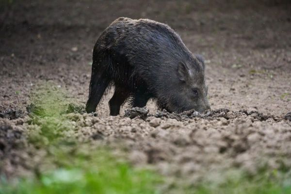 Isère : à Saint-Martin-le-Vinoux, les sangliers prolifèrent... mais les riverains refusent la chasse et le débroussaillage