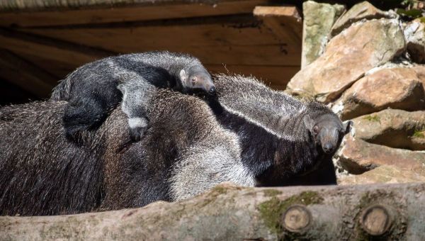 Une bouche minuscule et 2 mètres de long : cet animal est un des plus insolite à Beauval