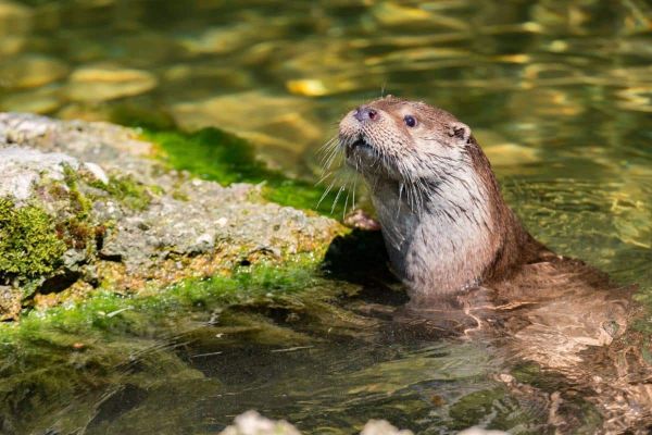 Landes : la loutre d'Europe, ambassadrice silencieuse des zones humides gérées par les chasseurs