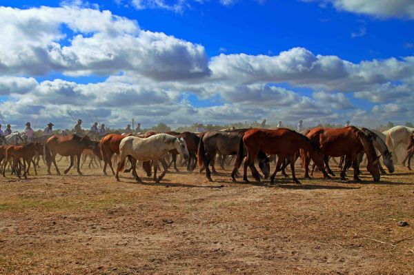 Film du mois : L’Andalousie sauvage, à la rencontre des chevaux marismena