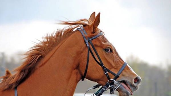 jeudi 3 juillet Quinté à Paris Longchamp ce soir à 20h15 Sélection Hervé Fortin