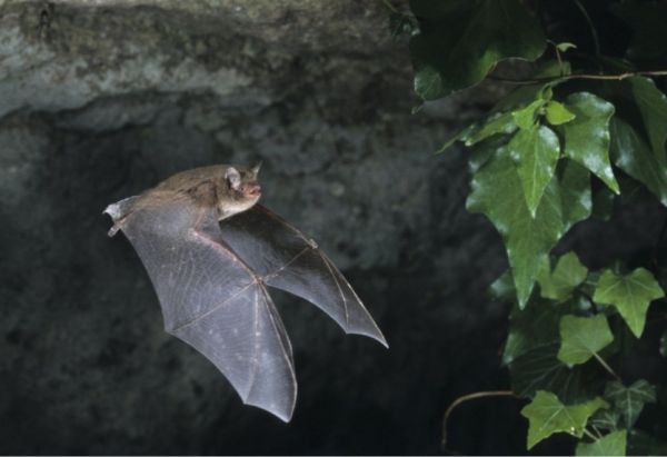 Un Australien meurt d'un virus transmis par une morsure de chauve-souris