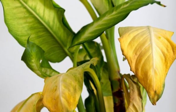 Quelles sont les plantes d'intérieur qui ne supportent pas le soleil direct ?