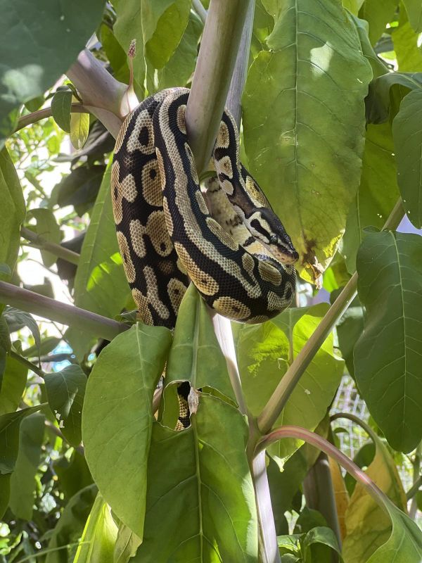 Le python Cookie a été retrouvé en Charente-Maritime